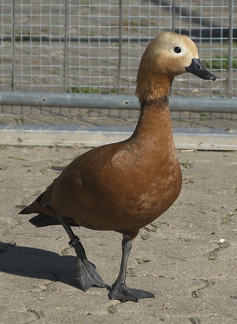6641